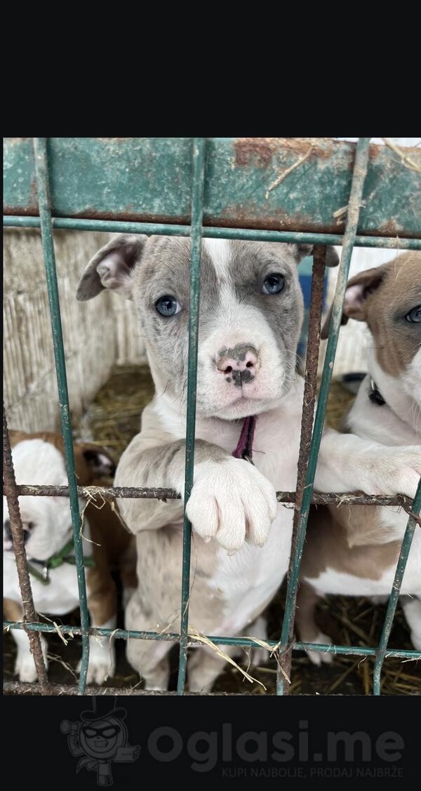 Stene americkog staforda merle