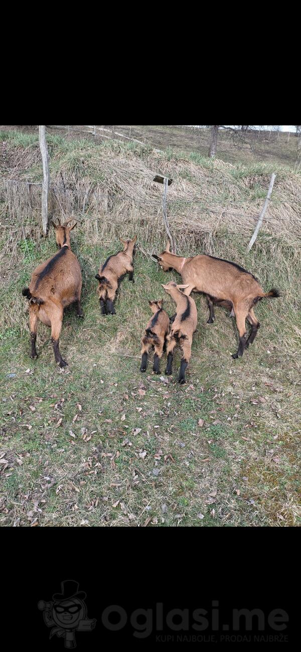 Dvije koze i troje jaradi