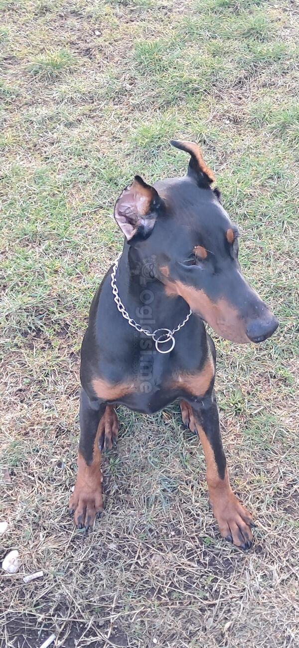 Zenka dobermana, 7 mjeseci , vrhunsko porijeklo, papiri