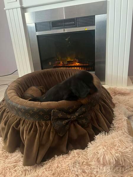 Dugodlaki patuljasti jazavičari 