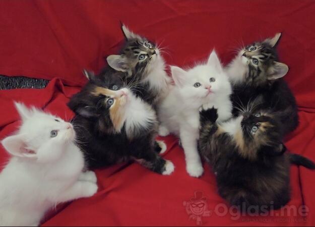 Norveški šumski mačići 