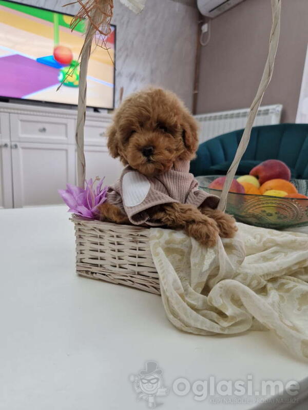 Toy pudle maleni mečići 