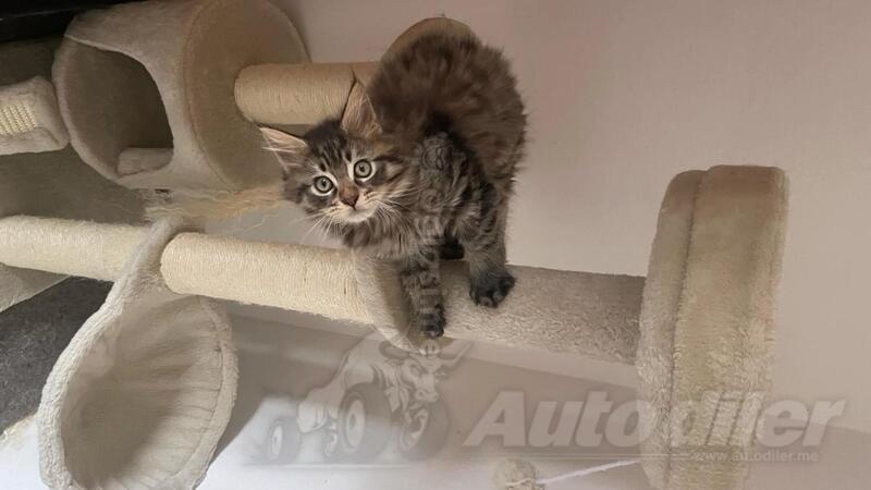 prodajem maine coon macice