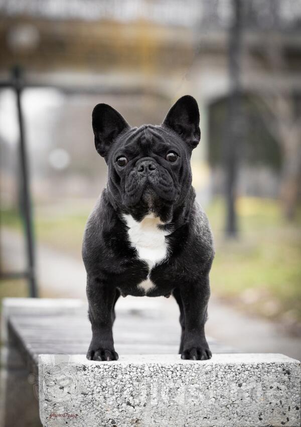 Francuski buldog 