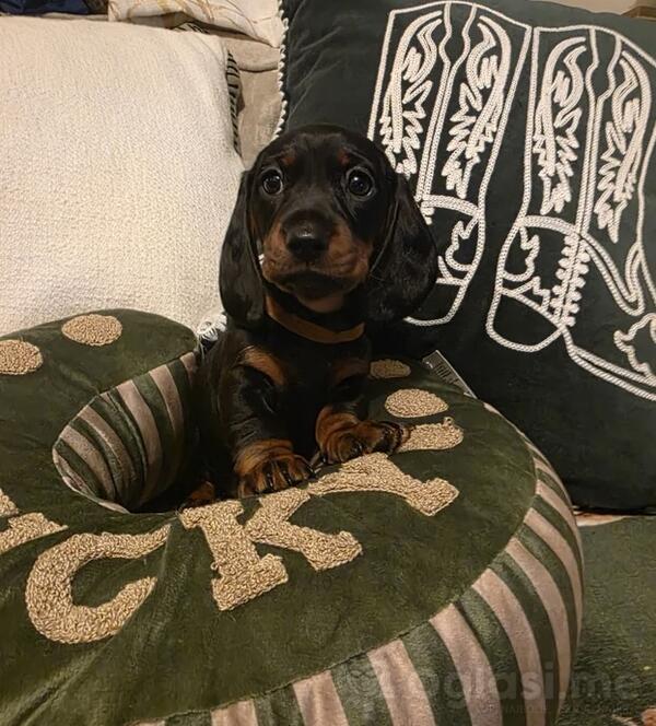 Patuljasti jazavicari