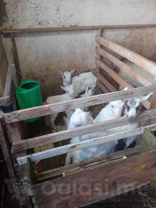 Prodajem 25 koza i 33 jarica