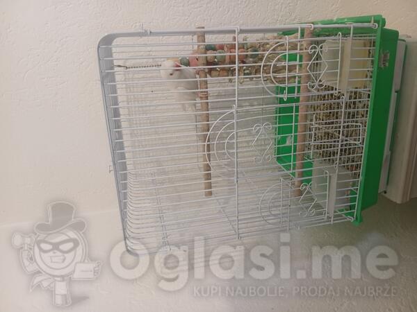 Palagaj  mali aleksandar