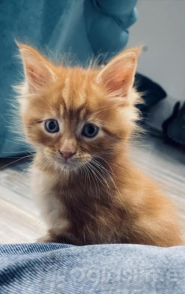 prodajem macice maine coon