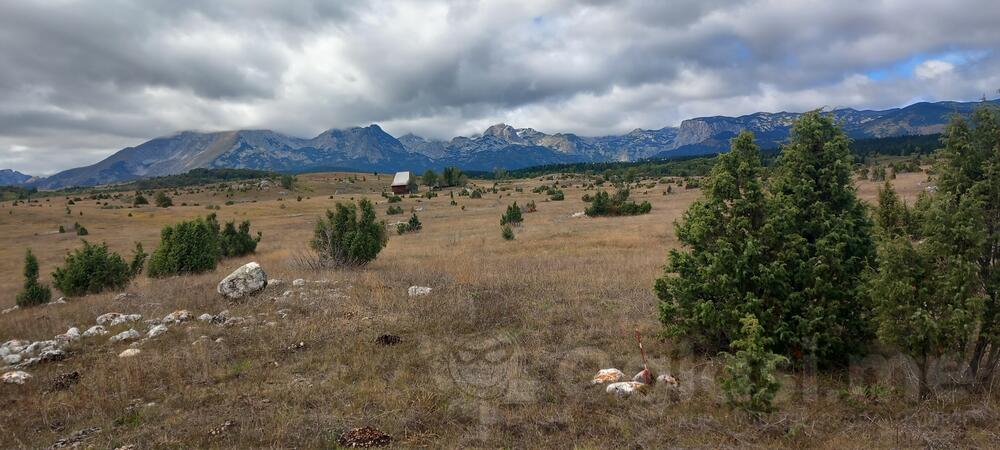 Poljoprivredno zemljište 10000m2 - Žabljak - Borje