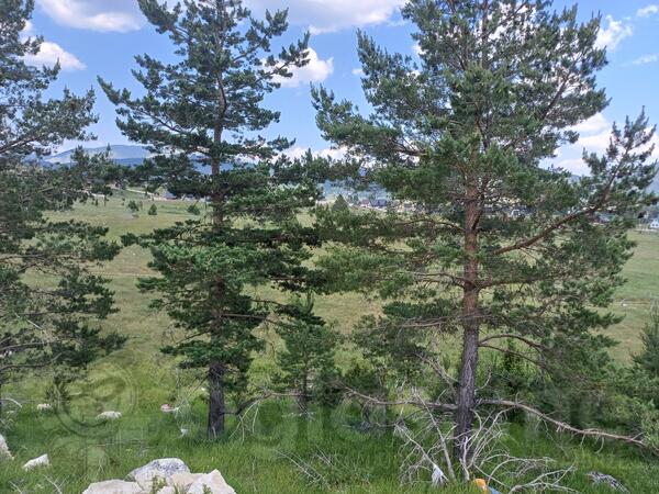 Poljoprivredno zemljište 1530m2 - Žabljak - Borje