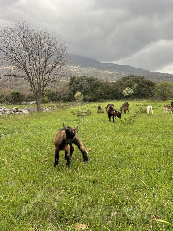 Prodajem Jarad za 1 maj