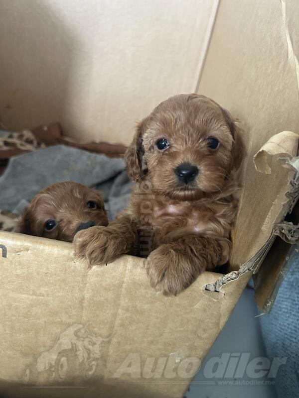 Toy pudla stara 2 mjeseca ociscena od parazita zenka