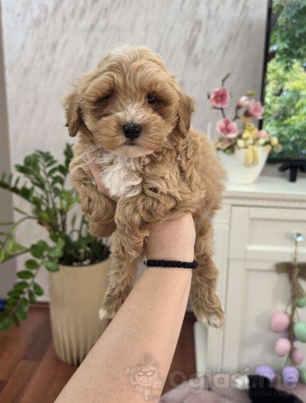 Maltipoo stenci spremni su za preuzimanje  