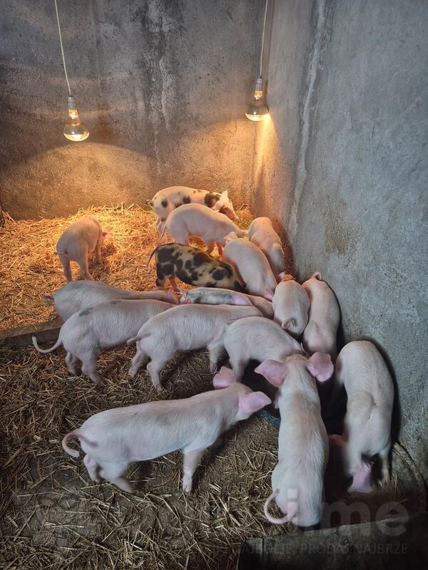 prodajem svinje za drzanje