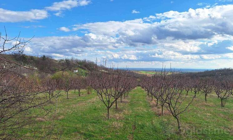 Poljoprivredno zemljište 11894m2 - Irig - Irig (uži dio)