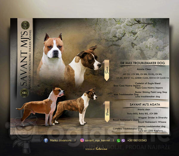 Američki Stafordski Terijer štenci  