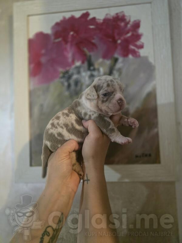 American Exotic Bully 