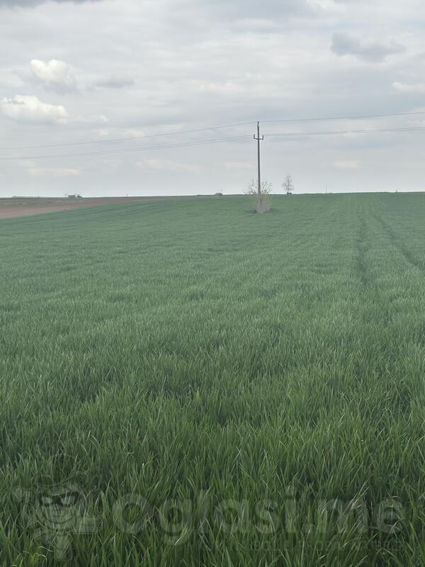 Poljoprivredno zemljište 10530m2 - Irig - Rivica