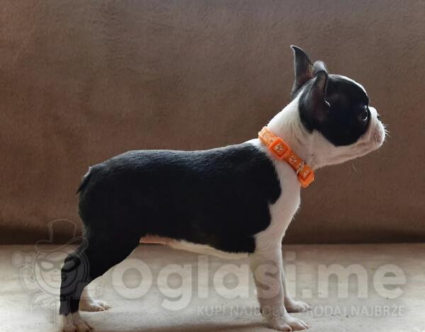 Boston terijer stenci