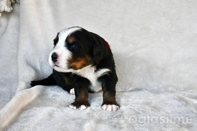 Bernski planinski pas 