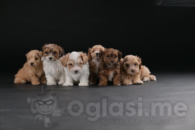 Havanski Bišon prelepi stenci