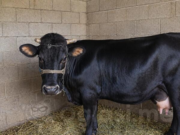 Prodajem steonu kravu Bijelo Polje