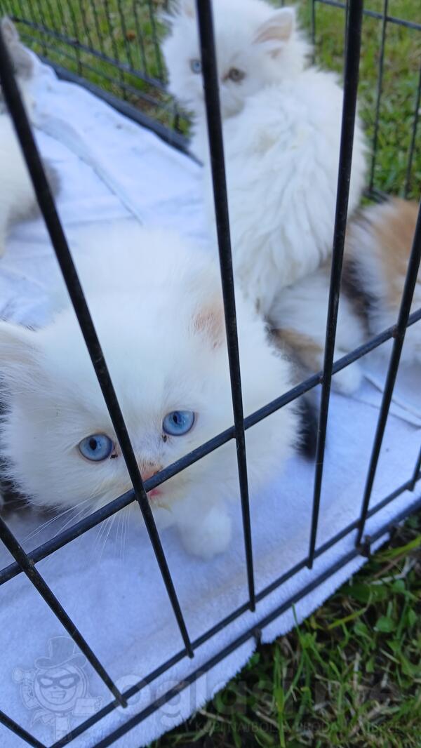 Prodajem persijske macke