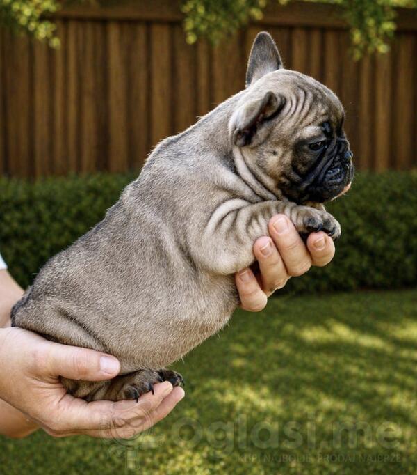 Francuski Buldog prelepi stenci