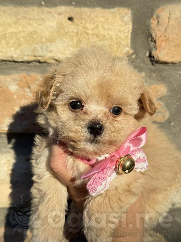 Prodajem stence maltipoa