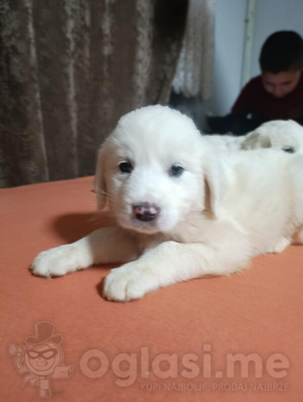 Prodajem stence zlatnog retrivera