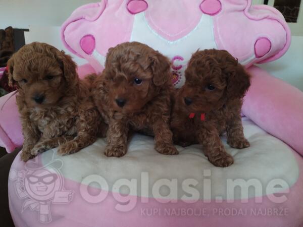 Toy Pudle prelepi stenci