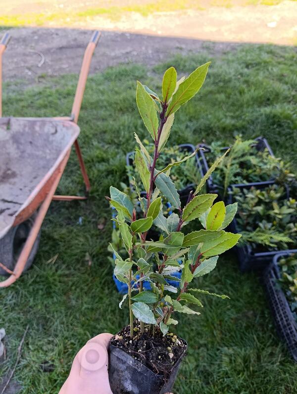 prodajem lovorov list (zacinski lovor)