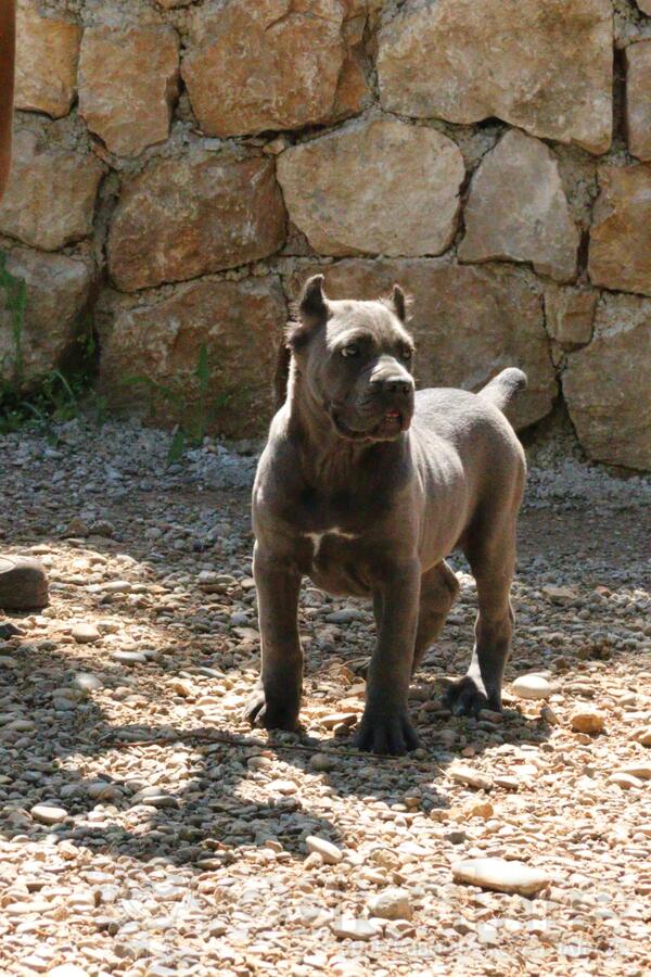 Cane Corso