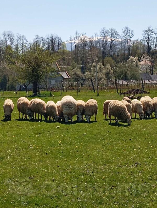 Prodajem Ovna i 4 jagnjadi oko 20 kg mesa