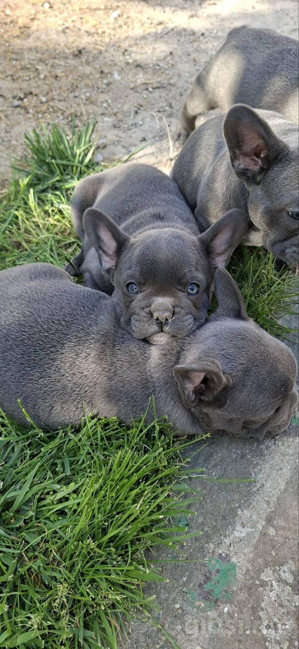 Francuski Buldog sky blue štenci