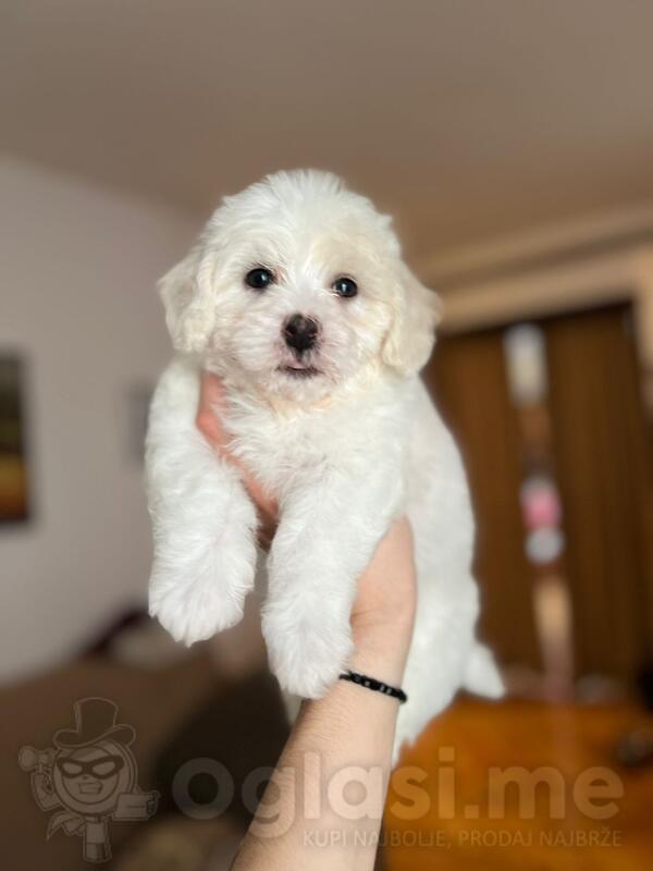 Još jedno muško štene bišona ostalo