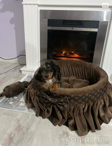 Patuljasti dugodlaki jazavičar, merle ženka 