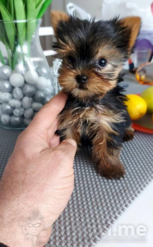 Jorksir terijer jorki ultra mini