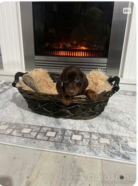 Patuljasti kratkodlaki jazavičari ekstra mini 