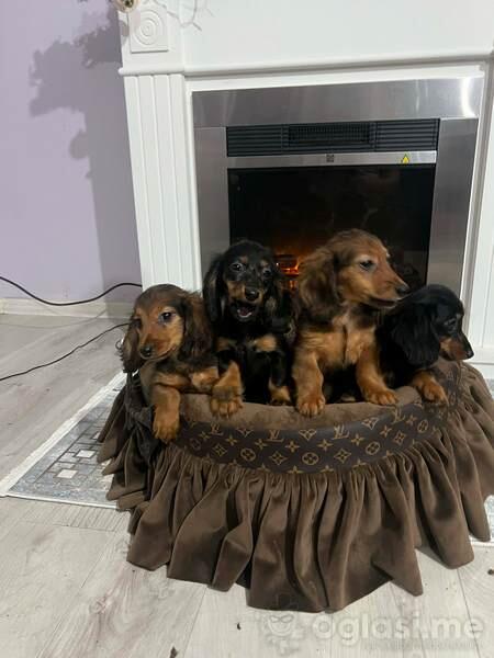 Dugodlaki patuljasti jazavičari štenci 