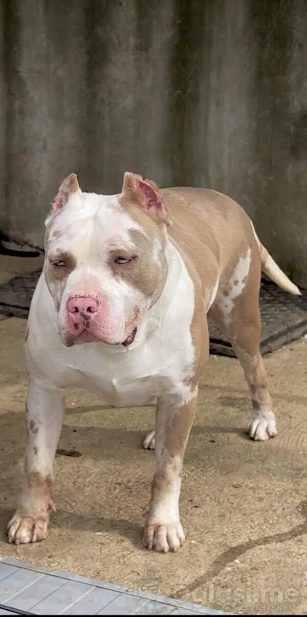American bully XL/XXL