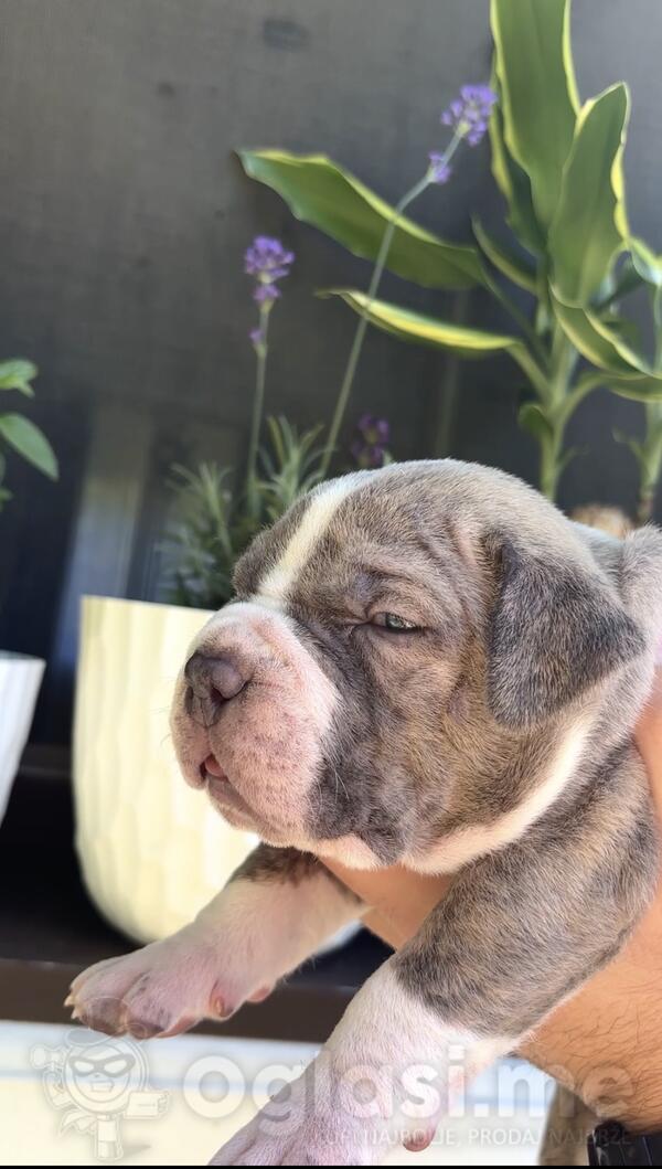 American bully XL/XXL