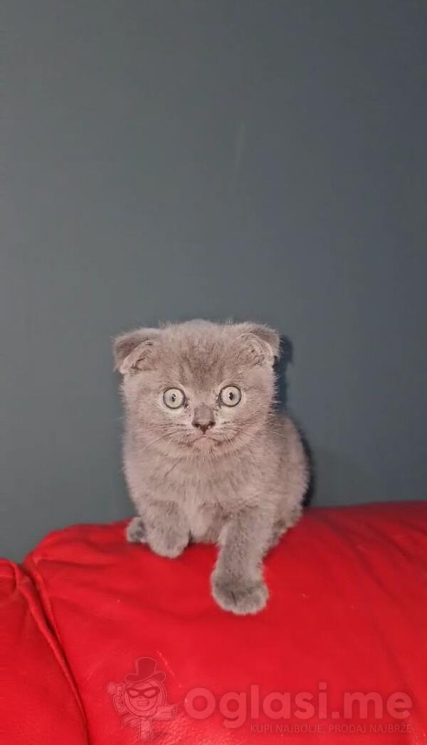 Skotski fold /scottish fold  macke