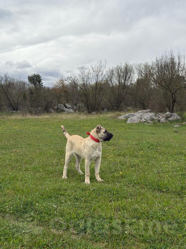 Stene kangala 4mjeseca