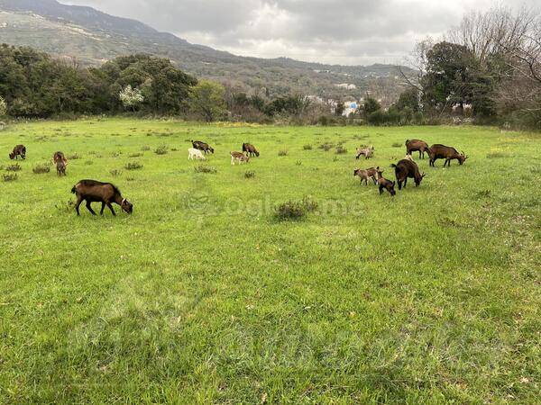 5 koza 1 VELIKI JARAC I 7 Jaradi