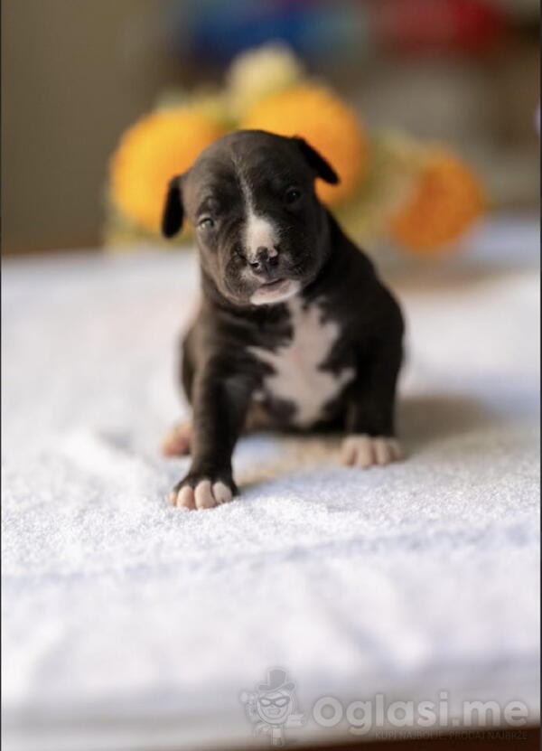 American pitbull terier  