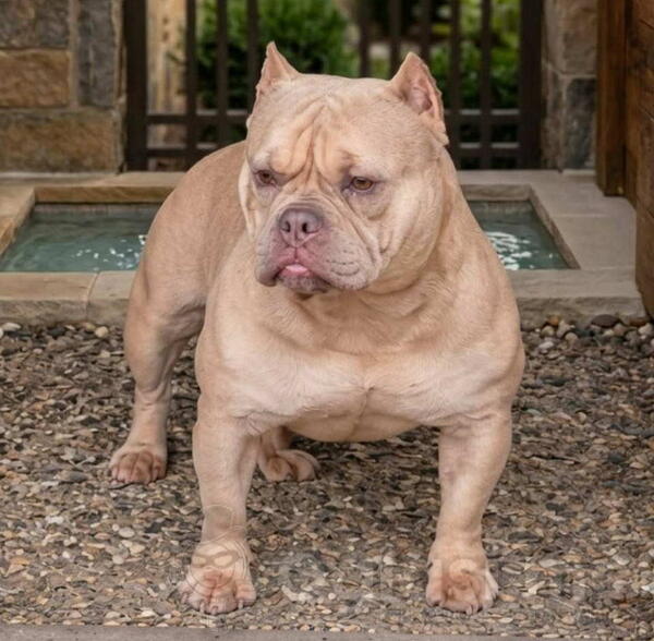 American Bully Ženka je stara 15 meseci