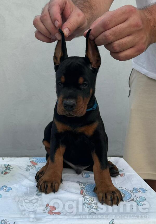 Doberman – Štenci na prodaju