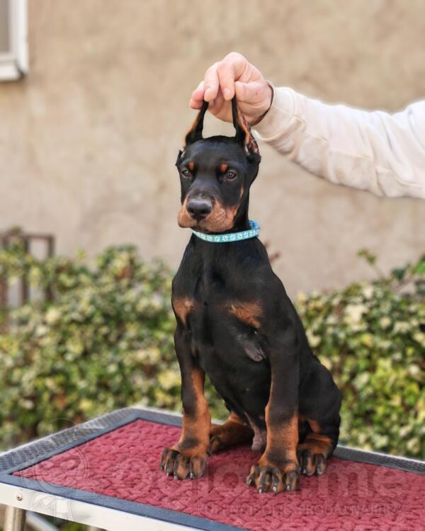 Doberman musko stene