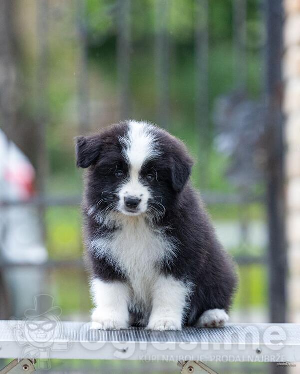 Border Koli prelepi štenci